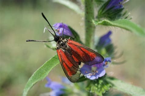 Zygaena Purpuralis Transparent Burnet Thymian Widderchen Xulescu G