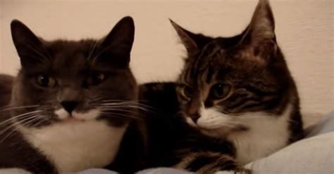 Two Cats Having A Full Conversation (Video) | Cats, Cute funny animals ...