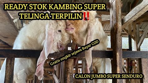 Ready Stoo Kambing Super Telinga Terpilin Calon Jumbo Super Senduro