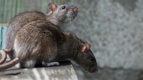 8 Cara Mengusir Tikus Tanpa Menggunakan Racun Pakai Lem Tikus Hingga