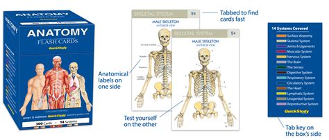 Anatomy Vocabulary Flash Cards Quickstudy