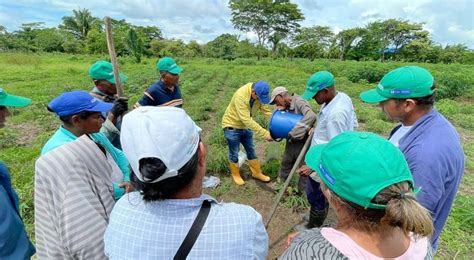 Talleres De Difusi N Del Plan Yuca Pa S Han Permitido A Productores