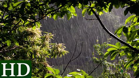 Lluvia Hd Sonido De Lluvia Y Sonidos De La Naturaleza Dormir Youtube