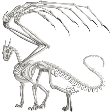 Dragon Anatomy Skeleton