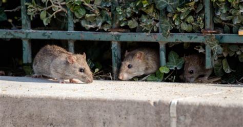 Rodents vs. Vermin: The Difference | Green Valley Wildlife