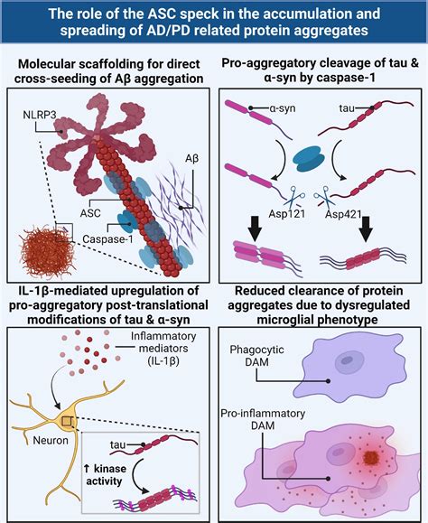 Frontiers Crosstalk Between The Nlrp3 Inflammasomeasc Speck And