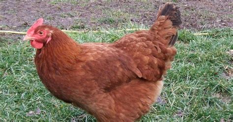 Pam S Backyard Chickens Breed Profile New Hampshire Red