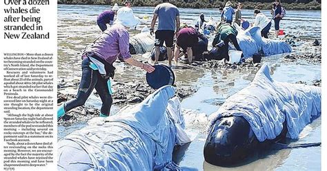 Over A Dozen Whales Die After Being Stranded In New Zealand Album On