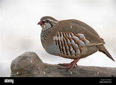 Red Legged Partridge Alectoris Rufa Stock Photo Alamy