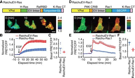 Development Of An Optimized Backbone Of Fret Biosensors For Kinases And