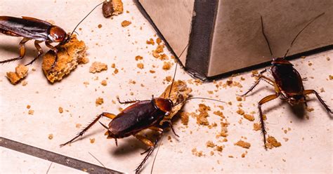 Types Of Roaches In Pennsylvania New Jersey And Delaware