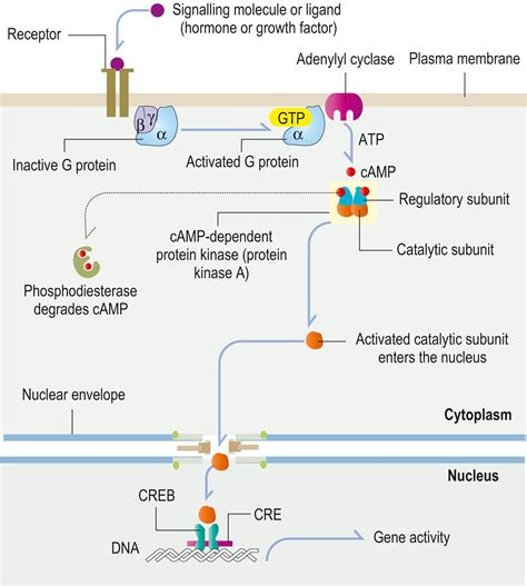 Basic Structure And Function Of Cells Clinical Tree