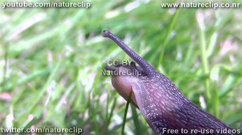 Snail Sex Cc By Natureclip 2013 Youtube