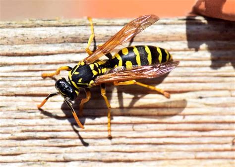 Api E Vespe Rimedi Naturali Per Tenerle Lontane Senza Ucciderle