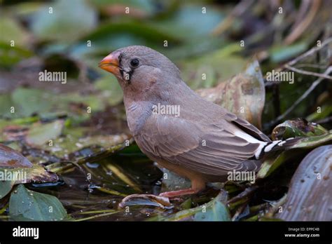 Female Zebra Finch Taeniopygia Guttata Stock Photo Alamy