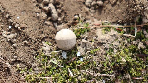 Archeologists unearth musket balls from first battles of Revolutionary ...