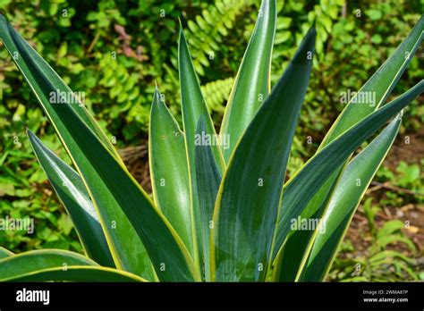 Tropical plants from Indonesia. Gardens in Indonesia Stock Photo - Alamy