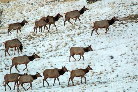 Winter for an Elk