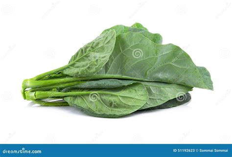 Kai-lan, Gai-lan, Chinese Broccoli Royalty-Free Stock Image ...