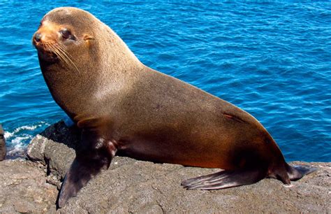 Comportamiento de la foca de los Galápagos Imágenes y fotos