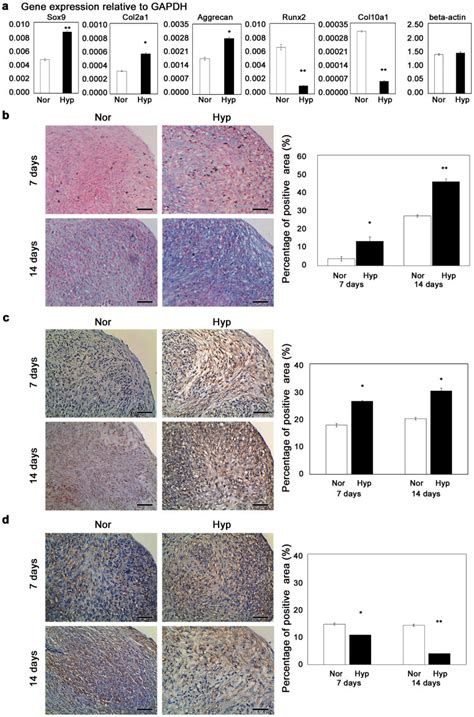 Mscs Aliquots Of 25 × 105 Were Pelleted And Induced In Chondrogenic