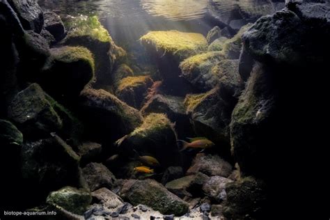 Intermediate Rocky Habitat In Bulu Point East Coast Of Lake Tanganyika