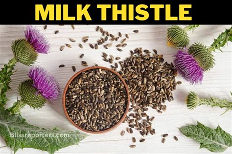 Milk Thistle Benefits In Liver Uses Its Extract Tea Dosage Side