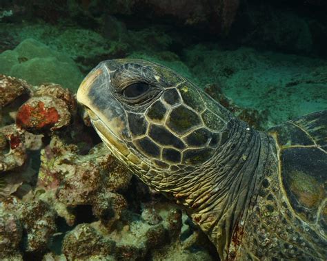 Turtle Face Green Sea Turtle Barryfackler Flickr