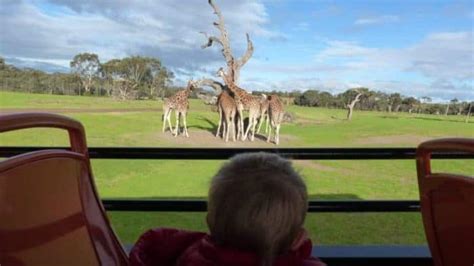 Werribee Zoo Review! Checking Out The Werribee Open Range Zoo ...