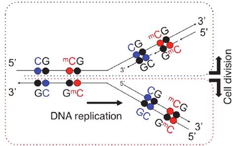 Maintenance Of The Dna Methylation Pattern During Dna Replication And