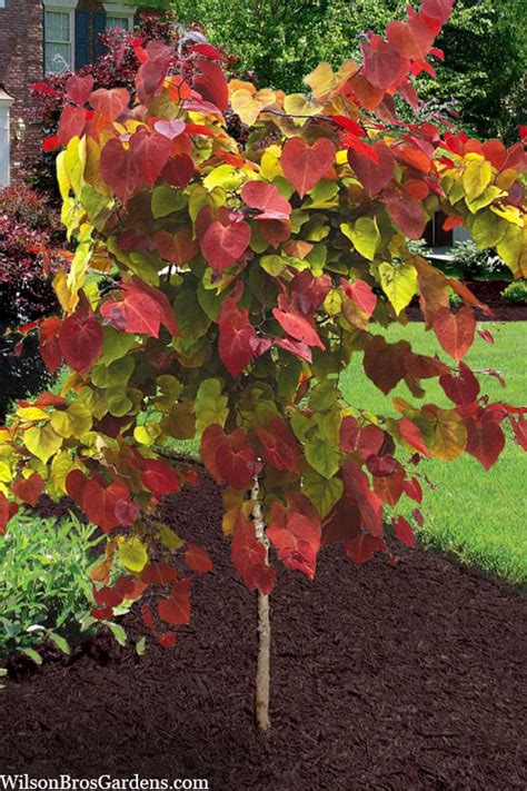 Buy Flamethrower Redbud Tree Free Shipping Wilson Bros Gardens 5