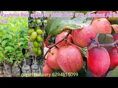 Miss India Apple Ber Tohfa Ber Plant Thailand Apple Ber Nursery Fruit