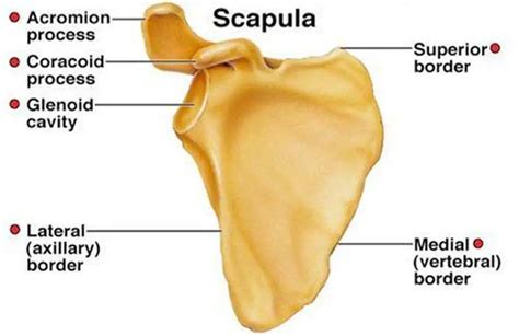 Pictures Of Acromion Process