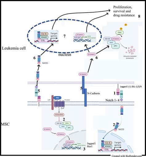 Frontiers The Role Of Notch And Wnt Signaling In Msc Communication In