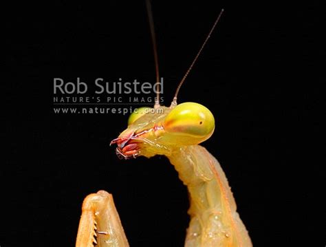 Head Of The Introduced Insect Predator South African Praying Mantis Or