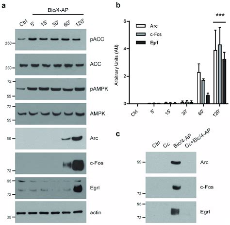 Amp Activated Protein Kinase Ampk Is Required For The Expression Of