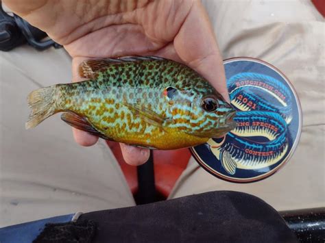 Sunfish, Pumpkinseed | www.roughfish.com