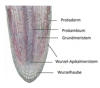 Entwicklung Bei Pflanzen Vl Karteikarten Quizlet