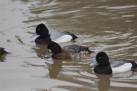 Ducks Birds Waterfowl Free Photo On Pixabay Pixabay