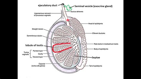 Male Reproductive Duct System Explored - YouTube