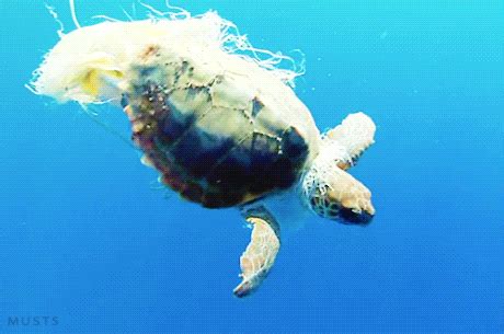 Hanging Sea Turtle GIF - Find & Share on GIPHY