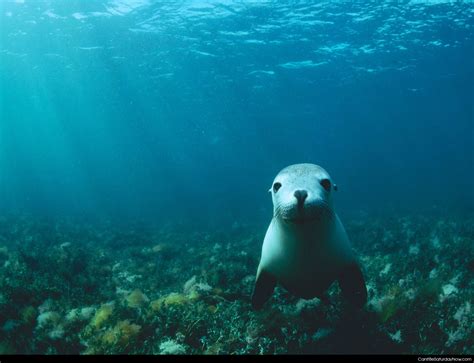 Can It Be Saturday Now Com Hi Seal