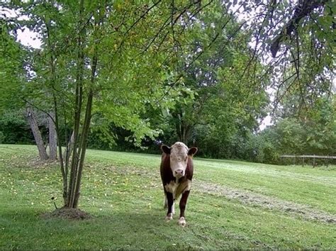 Escaped Bull Update Village Of Barrington Hills