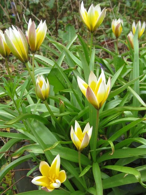 Tulipa Tarda