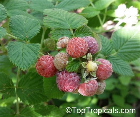 Raspberries Growing On The Bush With Green Leaves