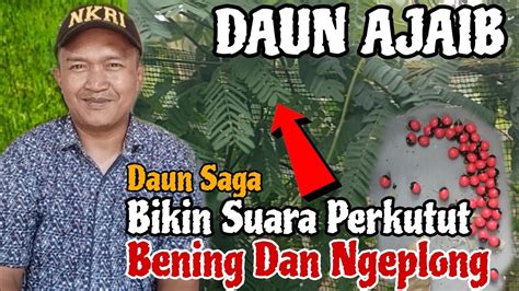 Manfaat Daun Saga Untuk Perkutut Daun Ini Ampuh Untuk Menggacorkan