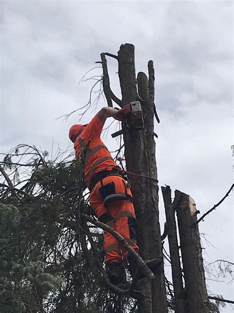 Surrey Sussex Landscaping Tree Care Tree Surgery Driveways