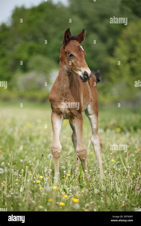 Filly Brown Hi Res Stock Photography And Images Alamy