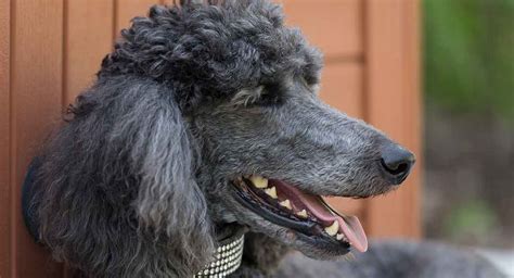 Standard Poodle Information - A Complete Guide To An Intelligent Dog