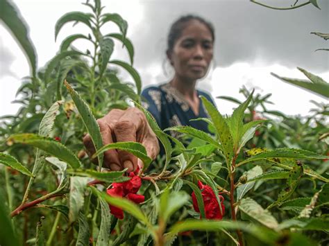 Petani Bunga Pacar Air Kabanjiran Pesanan Saat Ramadhan